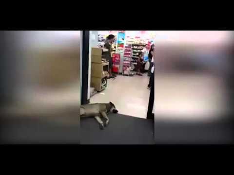 شاهد الكلب الأكثر كسلًا في العالم