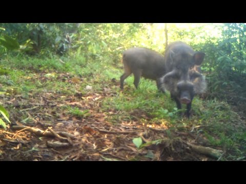 شاهد  أندر خنزير في العالم يظهر في مقطع مصور