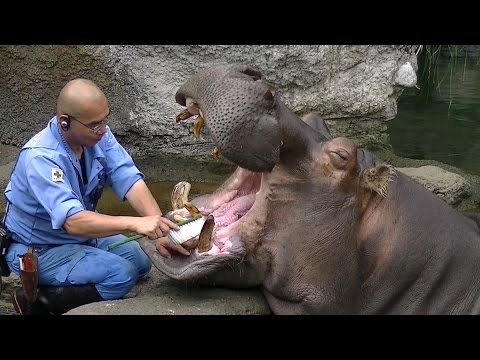 بالفيديو لقطات طريفة لفرس النهر 