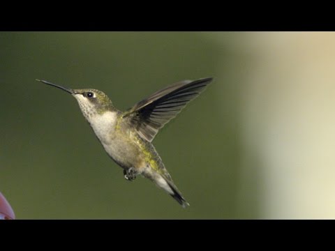 العلم يضع تفسيرا لفشل الإنسان فى صيد “ذبابة”