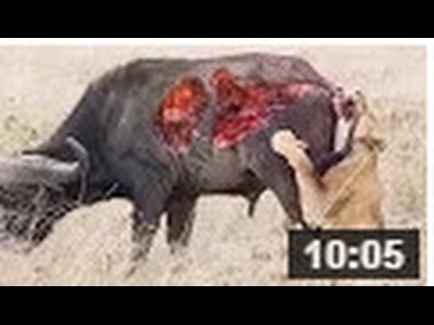 لحظة هجوم 5 أسود على جاموس وحشي