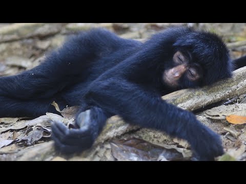 تعرف على جدول ساعات نوم الحيوانات