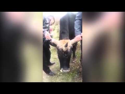 بالفيديو بقرة بـ«3 قرون» تثير حيرة رواد مواقع التواصل