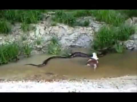 بالفيديو ثعبان ضخم يبتلع بقرة أمام الكاميرا في الأمازون