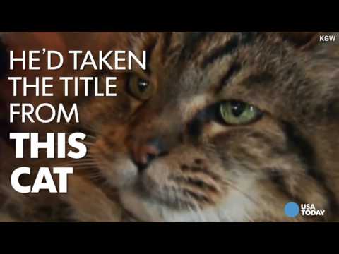 شهد أكبر قط في العالم يموت قبل استلام جائزته