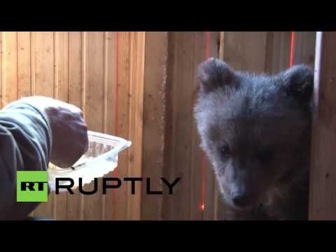 شاهد عائلة روسية تتبنى دب يتيم