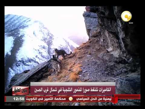 الكاميرات تلتقط صورا للنمور الثلجية في شمال غرب الصين