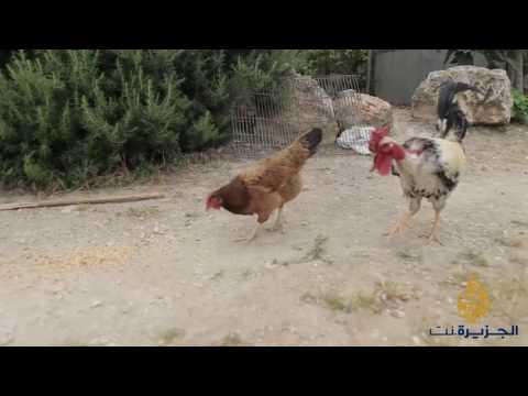 رانيا حاتم شاعرة مقدسية