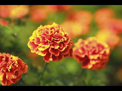 بالفيديو  تعرف على 9 زهور تكرهها الحشرات