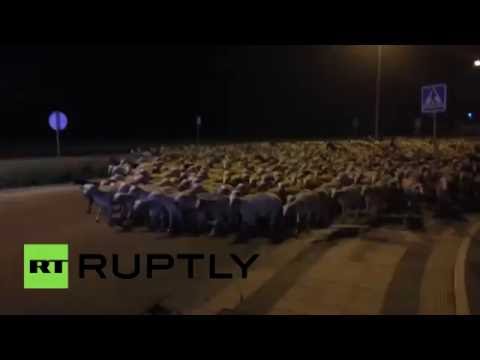 مئات الخرفان تهرب من راعيها وتحتل مدينة إسبانية