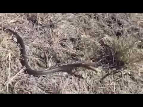 شاهد لحظة مهاجمة أفعى لمصور