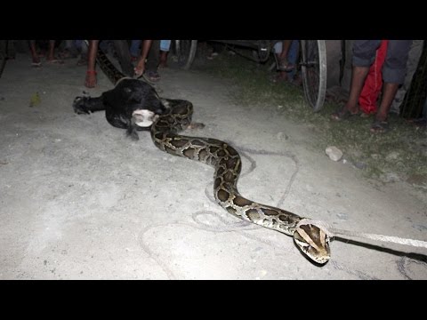 ثعبان طوله 6 أمتار يفشل في بلع ماعز