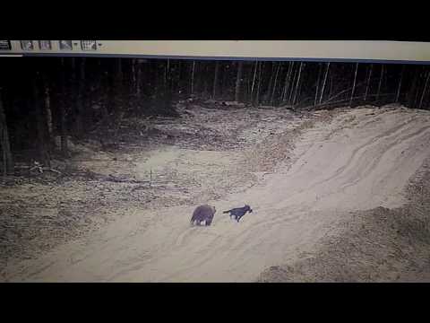 شاهد صداقة قوية بين كلب ضال ودب