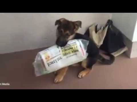 جرو يشتري الصحف لعائلة مالكه