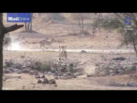 شاهد لبؤة تفشل في الحصول على صيدها بشكل طريف