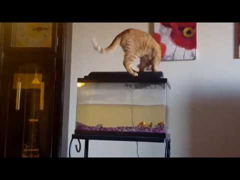 شاهد ماذا حدث لقطة جشعة حاولت الدخول إلى حوض أسماك