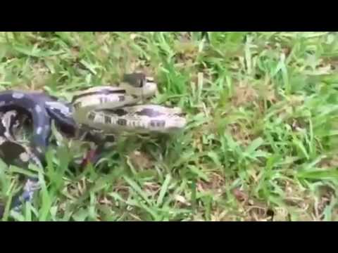 بالفيديو  أفعى ضخمة تهاجم امرأة حاولت تصويرها بهاتفها