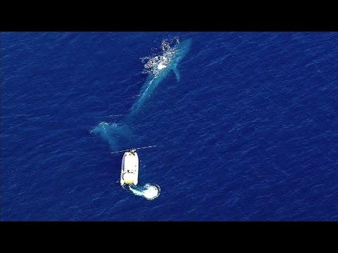 شاهد شبكة صيد تحتجز حوت أزرق عملاق على سواحل كاليفورنيا