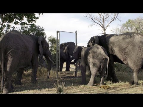 بالفيديو شاهد رد فعل الأفيال عند رؤية صورتها فى المرآة