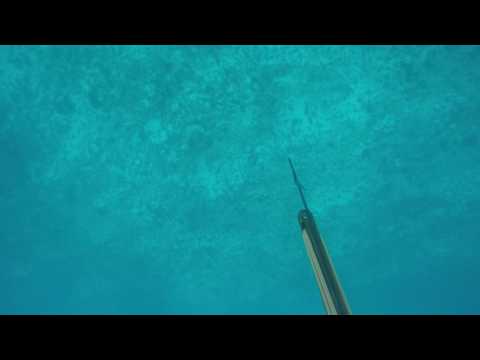 بالفيديو سمكة قرش تعاقب غواص حاول قتلها بشكل غريب