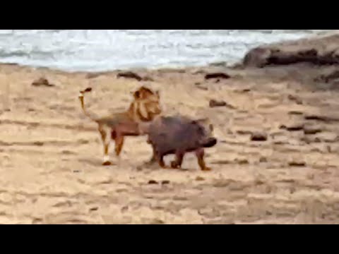 بالفيديو فرس نهر ينقذ أمه المريضة من هجوم أسد جائع في الغابة