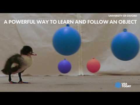  البط الصغير أذكى مما تتخيل