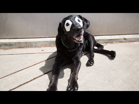 حالة مرضية نادرة تحول كلبا لأيقونة لدى الأطفال