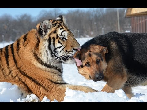 بالفيديو  سائق يعثر على نمر سيبيري نادر جدًا بالصدفة