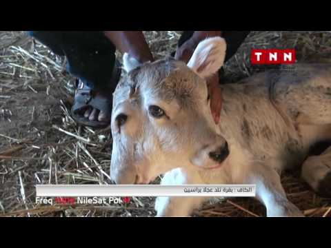 بالفيديو شاهد بقرة تلد عجلا برأسين فى تونس