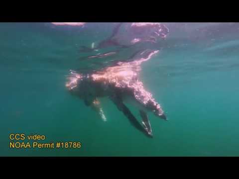 شاهد ما فعلته أسماك القرش في حوت منك خلال يوم