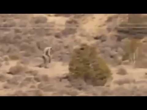 شاهد مصاص الدماء  تشوباكابرا يظهر في البرتغال