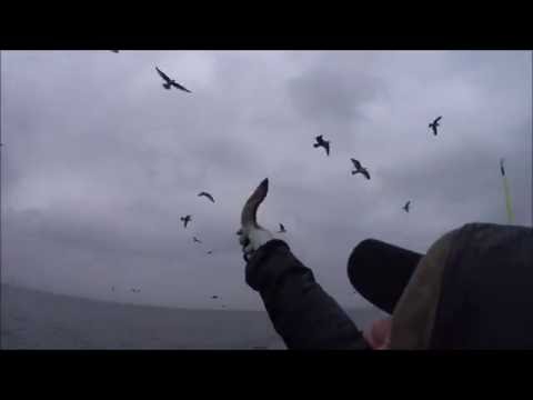 بالفيديو شاهد طائر يصطاد سمكة من الهواء