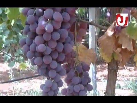 بالفيديو جني وتسويق أجود أنواع العنب في ضيعات مكناس