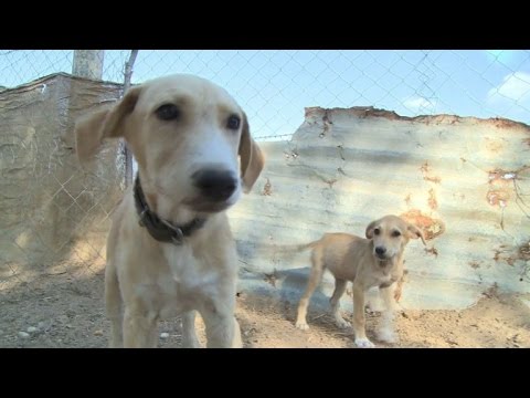 بالفيديو محمية لرعاية الكلاب الضالة في قطاع غزة الفقير والمحاصر