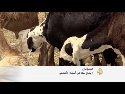 بالفيديو ارتفاع حاد لأسعار الأضاحي في السودان