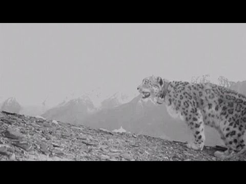 بالفيديو مشروع لحماية النمورالثلجية من الإنقراض في أفغانستان