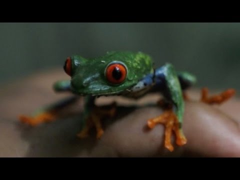 شاهد ضفادع وجدت مأوى لها في نيكاراغوا