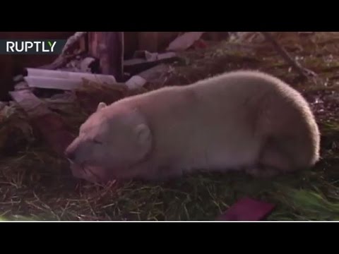  بالفيديو  نقل دب يتيم من الشرق الأقصى إلى موسكو جوًا