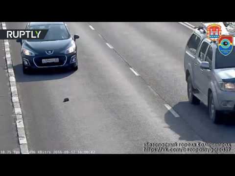 شاهد فيديو يحبس الأنفاس لقط صغير وسط شارع مزدحم      