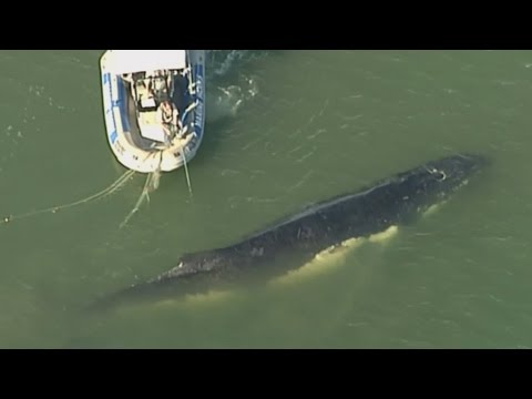 رجال إنقاذ ينجحون في إطلاق سراح الحوت الأحدب