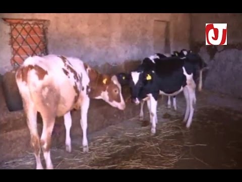 بالفيديو مرض غامض يضرب قطيع الماشية