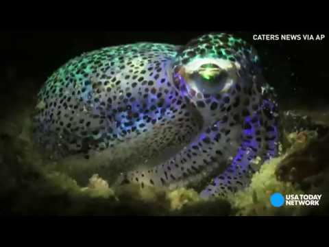 شاهد طريقة اختباء الحبار فى الرمال