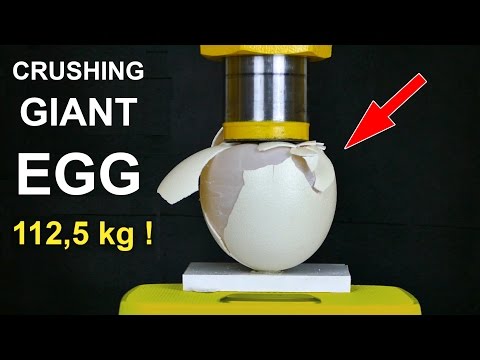 بالفيديو قدرة تحمل عجيبة لبيض النعام تحت الضغط الهيدروليكي