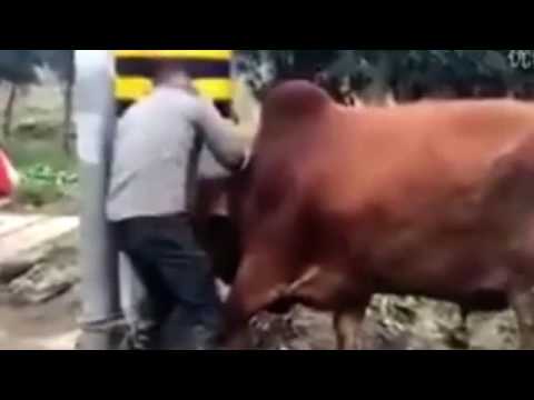 شاهد صينى يقتل ثورا بطعنه فى مخه