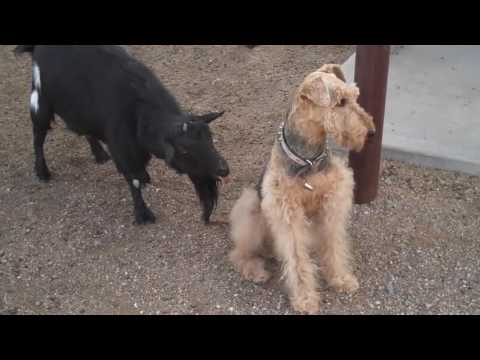 شاهد ماعز تلعق كلبًا بلسانها