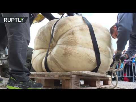 بالفيديو مزرع بلجيكي يسجل رقما قياسيا في كتاب غينيس للأرقام القياسية 