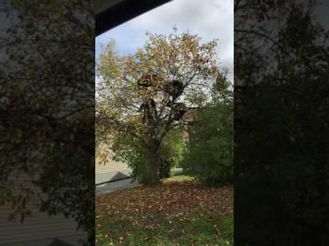 شاهد دبة تنزه أشبالها على شجرة في حديقة منزل