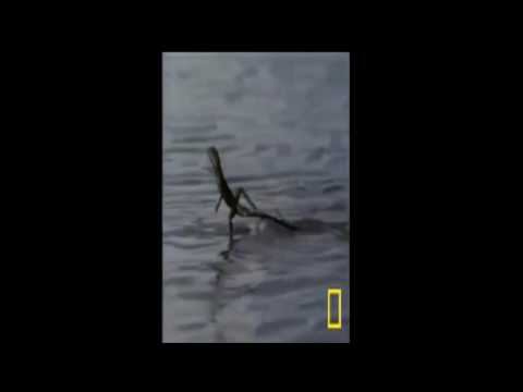 شاهد إنقاذ طفل صغير من الموت بأعجوبة