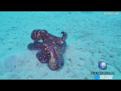 بالفيديو أخطبوط يصطاد السمكة الأكثر سمية في العالم  بطريقة عجيبة