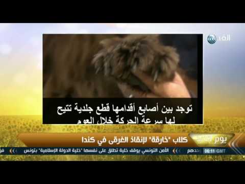 شاهد كلاب خارقة من أجل إنقاذ الغرقى في كندا